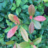 sunlitamber